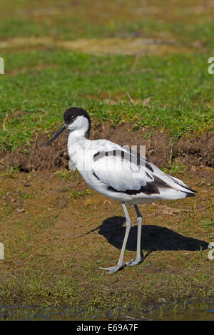 Pied Avocet (Recurvirostra avosetta) sulla riva del lago Foto Stock