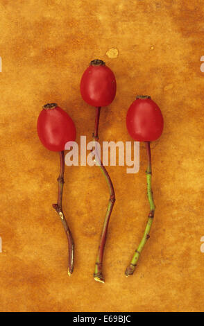 Tre rosso ceroso cinorrodi di rosa canina o Rosa canina ogni su steli separato giacente su carta antica Foto Stock