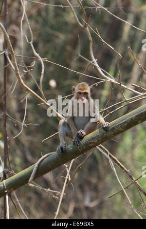 Wild Macachi mangiatori di granchi (Macaca fascicularis), noto anche come la lunga coda Macaque Foto Stock