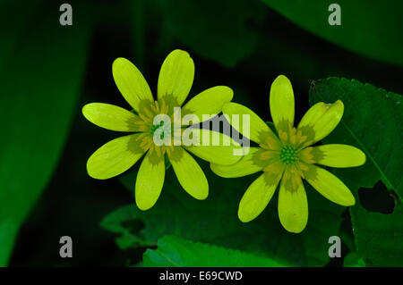 Lesser celandine REGNO UNITO Foto Stock