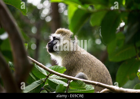 Vervet monkey Cercopithecus maschio aethiopsin) sfondo giungla Tanzania accanto al lago Tanganica Foto Stock