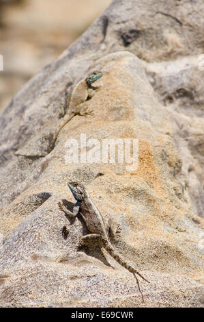 Maschio del gruppo southern rock AGAMA SA (AGAMA SA atra) Sud Africa in appoggio sulle rocce Foto Stock