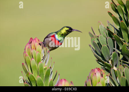 Southern doppio Sunbird collare (Cinnyris chalybeus) Kirstenbosch Gardens Cape Town, Sud Africa Foto Stock