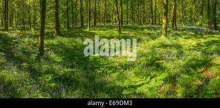 Alberi in boschi erbosi e bluebells in fiore primavera Foto Stock