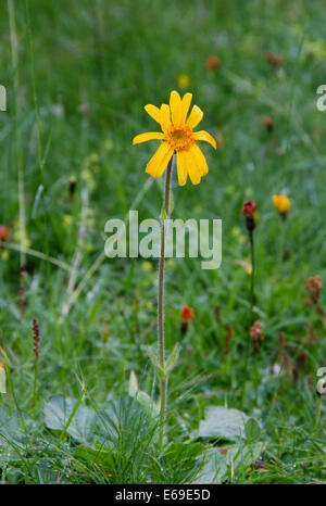 Arnica montana, noto anche come Lupo's bane, Montagna tabacco e arnica Foto Stock