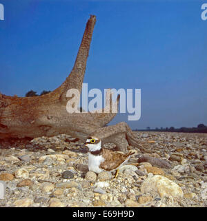 Poco inanellato Plover (Charadrius dubius) durante la cova delle uova nel nido sulla ghiaia, i genitori a proteggere le uova dal calore o Foto Stock