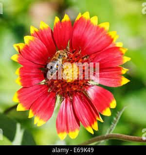 Bee sips blossom il nettare dai fiori gaillardia nel giorno di estate Foto Stock