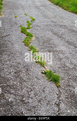 Danni su strada: erba che cresce in asfalto screpolato Foto Stock