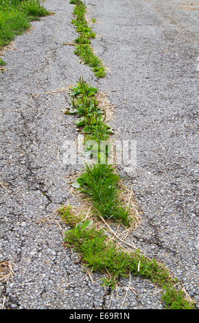 Danni su strada: erba che cresce in asfalto screpolato Foto Stock