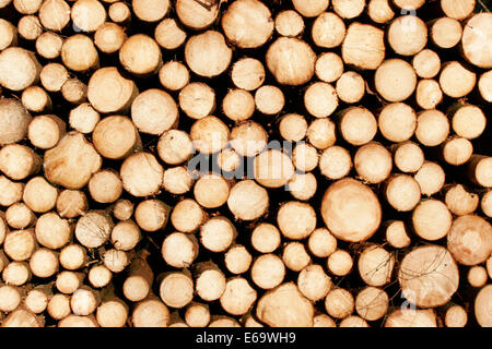 Palo di legno,silvicoltura,legna da ardere Foto Stock