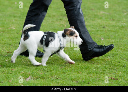 Cucciolo cani,parson russell terrier,scuola per cani Foto Stock