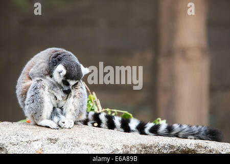 Un anello-tailed lemur siede sulla terra solitaria e da lui stesso Foto Stock