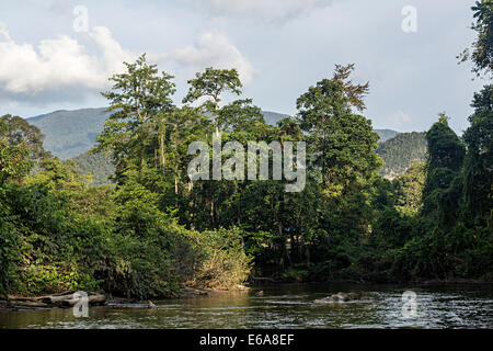Fiume Melinau nella foresta pluviale nel Parco Nazionale di Gunung Mulu, Malaysia Foto Stock