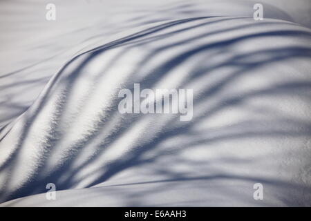 Ombra i rami degli alberi sulla neve. Foto Stock