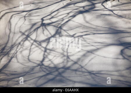 Ombra i rami degli alberi sulla neve. Foto Stock