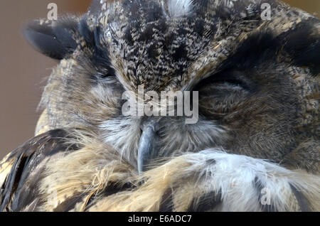 Gufo reale (Bubo bubo) è una specie di gufo reale residente in gran parte di Eurasia. A volte è denominato European eagle- Foto Stock