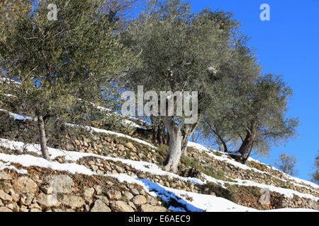 Albero di olivo campo con neve in inverno in Prealpes d'Azur parco regionale, Alpes-Maritimes, Francia Foto Stock