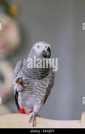 Una femmina di pet pappagallo grigio africano, Psittacus erithacus, mangia un dado di mandorla mentre appollaiato sul retro di una sedia. Foto Stock