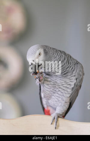 Una femmina di pet pappagallo grigio africano, Psittacus erithacus, mangia un dado di mandorla mentre appollaiato sul retro di una sedia. Foto Stock