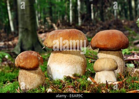 Il gruppo di quattro prodotti commestibili fungo porcino nella foresta Foto Stock