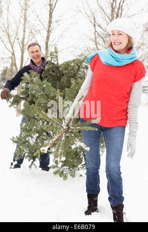 Albero di natale,giovane,abbattimento Foto Stock