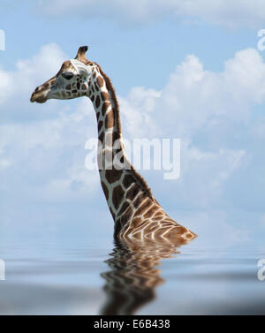 Dettaglio di una giraffa Rothschild riflettente sulla superficie dell'acqua Foto Stock