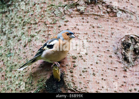 Comune di fringuello maschio (Fringilla coelebs) Scozia, Regno Unito Foto Stock