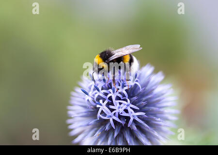 Buff-tailed Bumblebee (Bombus terrestis) sul globo di fioritura Thistle (Echinops ritro) Foto Stock