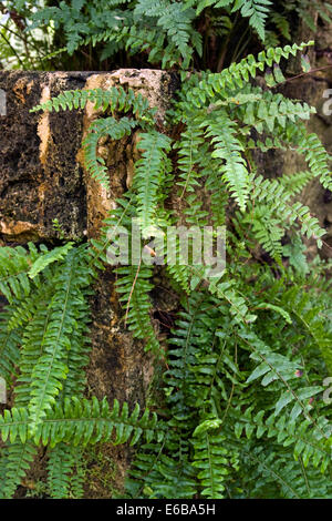 Alcune piante di felce in ambiente naturale Foto Stock