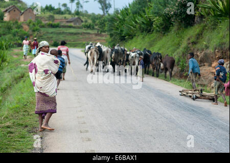 Madagascar, Ambalavao, famiglia di camminare sulla strada con ox (zebù). Foto Stock