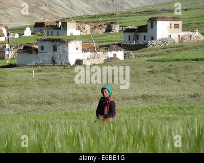 La donna in un campo nel villaggio di Shin, vicino Kargyak, Zanskar, Ladakh, India, Himalaya Foto Stock