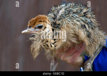 Struzzo pollo su una mano a una fattoria di struzzo in Germania. Foto Stock