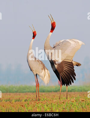 Coppia di Sarus gru in una bellissima posa Foto Stock