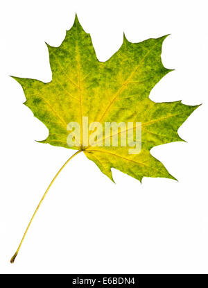 Maple autumn leaf isolati su sfondo bianco Foto Stock
