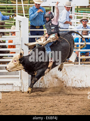 Giovani cowboy a cavallo di un piccolo bull nella Junior Steer concorso di equitazione, Chaffee County Fair & Rodeo Foto Stock