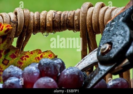 Vendemmia sotto la pioggia bagnato concetto con dark uva in vino tipico vendemmiatori cesto con secateurs umido in condizioni piovose Foto Stock