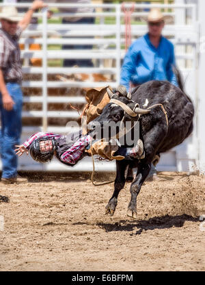 Giovani cowboy a cavallo di un piccolo bull nella Junior Steer concorso di equitazione, Chaffee County Fair & Rodeo Foto Stock