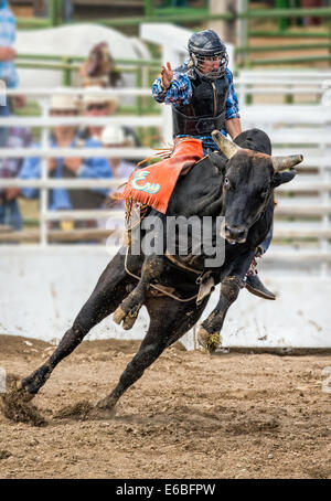 Giovani cowboy a cavallo di un piccolo bull nella Junior Steer concorso di equitazione, Chaffee County Fair & Rodeo Foto Stock