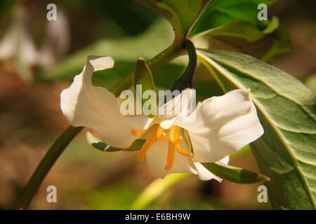 Catsbys Trillium, Rovere bianco lavello Trail Off Schoolhouse Gap Trail, Great Smoky Mountains National Park, Tennessee, Stati Uniti d'America Foto Stock