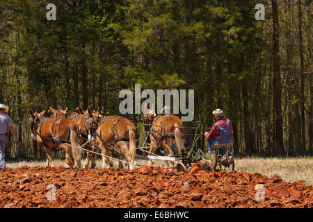 Il team di muli arando, Bud Whitten aratro giorno, VDHMA, Dillwyn, Virginia, Stati Uniti d'America Foto Stock