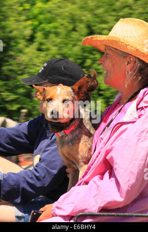 Equitazione in carro, Virginia Percheron Associazione campo Giorno, Weyers Grotta, Virginia, Stati Uniti d'America Foto Stock