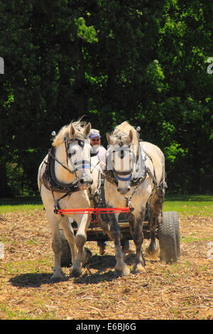 Team di cavalli Percheron tirando un carro, Virginia Percheron Associazione campo Giorno, Weyers Grotta, Virginia, Stati Uniti d'America Foto Stock