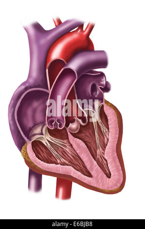 Interno del cuore umano che mostra gli atri e i ventricoli. Foto Stock