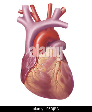 Vista anteriore del cuore umano. Foto Stock