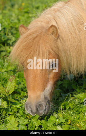 Pony Shetland pascolare nel campo Foto Stock