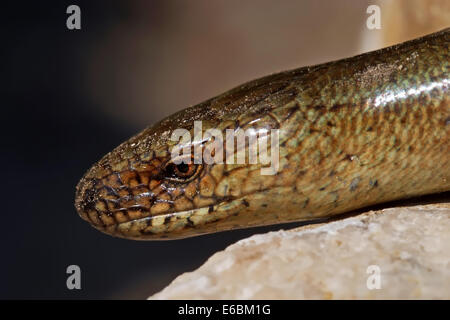 Close-up di lucertola limbless Anguis colchica a lime rock. Slow worm con macchie color turchese. La fauna di Ojcow National Park. Foto Stock