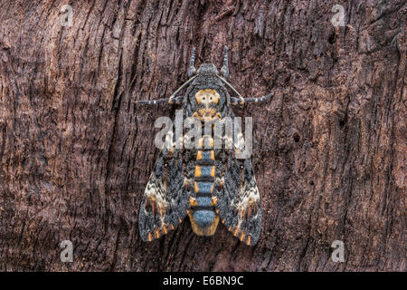 La morte della testa (Hawkmoth Acherontia atropo) appoggiato sul legno ruvido. Questo iconico specie è noto per il cranio come marcatura. Foto Stock