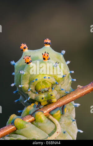 Peltata Moth caterpillar in quinta su instar di ciliegio selvatico. Foto Stock