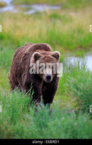 Orso grizzly (Ursus arctos horribilis), Adulto, maschio, fiume Brooks, Parco Nazionale e Riserva di Katmai, Alaska, Stati Uniti Foto Stock