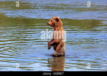 Orso grizzly (Ursus arctos horribilis) adulto, rovistando in verticale nell'acqua, fiume Brooks, Parco Nazionale e Riserva di Katmai Foto Stock